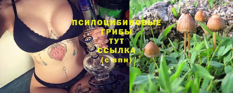 Галлюциногенные грибы Cubensis  Нерчинск 